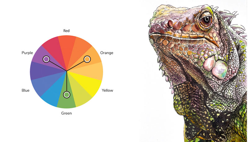鬣蜥绘画的次要配色方案