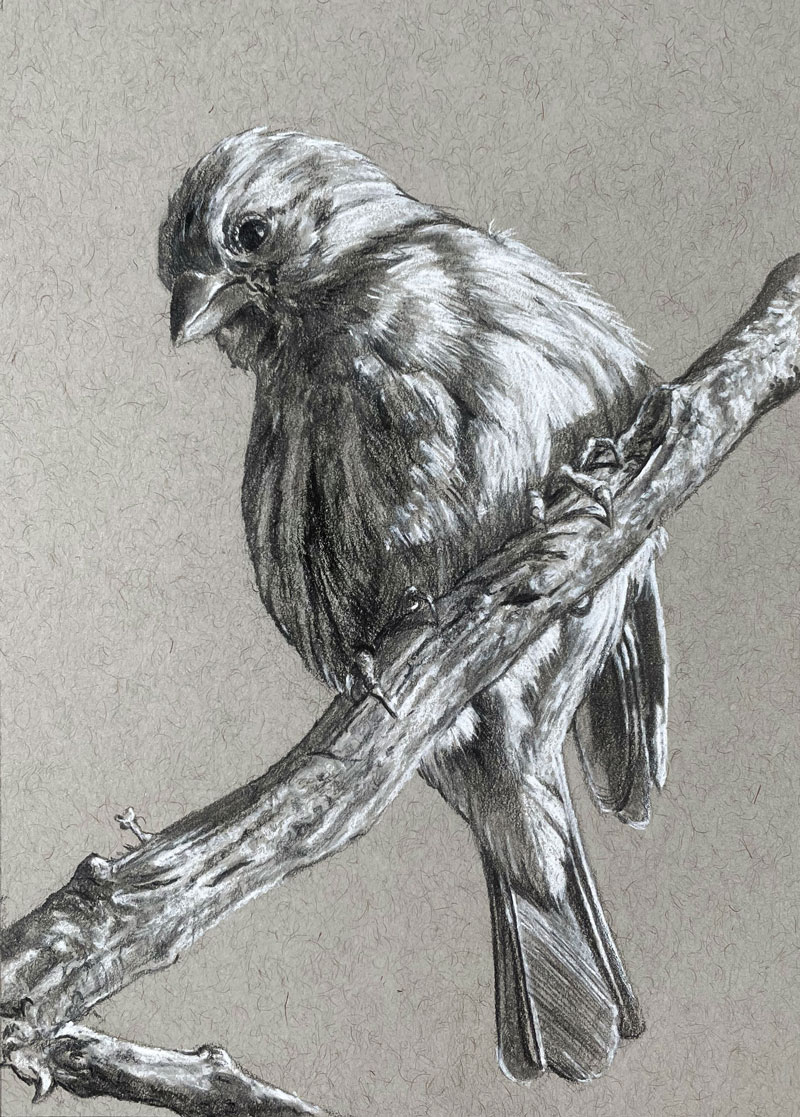 鸟类绘画哑光石墨铅笔和白色木炭