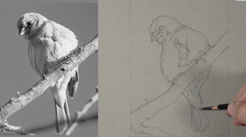 用哑光黑色素描铅笔勾勒鸟的轮廓线