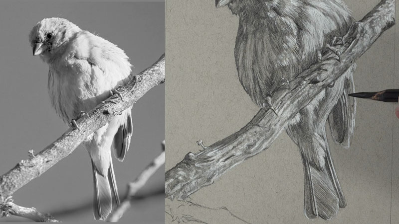 用哑光铅笔绘制鸟身体的下部