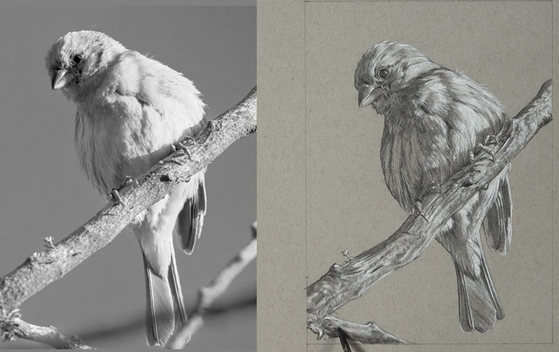 用哑光铅笔和白色木炭完成鸟的绘画
