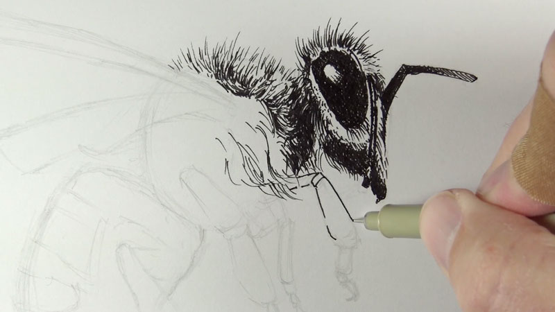 画着一只蜜蜂的眼睛