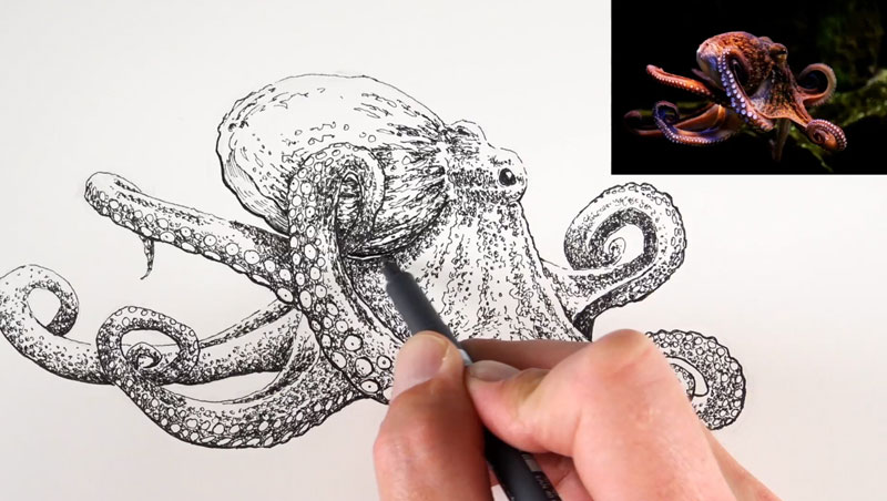 画一只章鱼的头