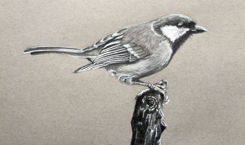 如何用石墨和木炭画一只逼真的鸟