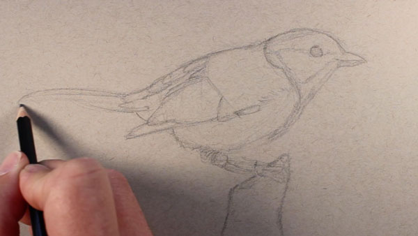 画出鸟的基本形状