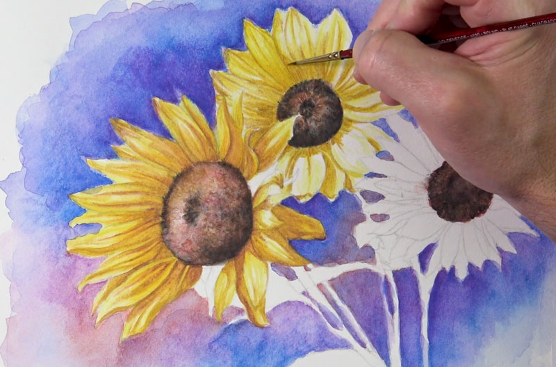 用水彩铅笔给向日葵花瓣上色