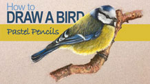 如何用彩笔画一只鸟吗