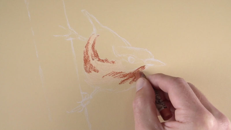 用粉彩铅笔画出鸟的轮廓