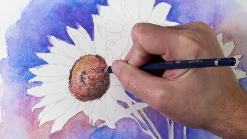 用水彩铅笔画向日葵的中心