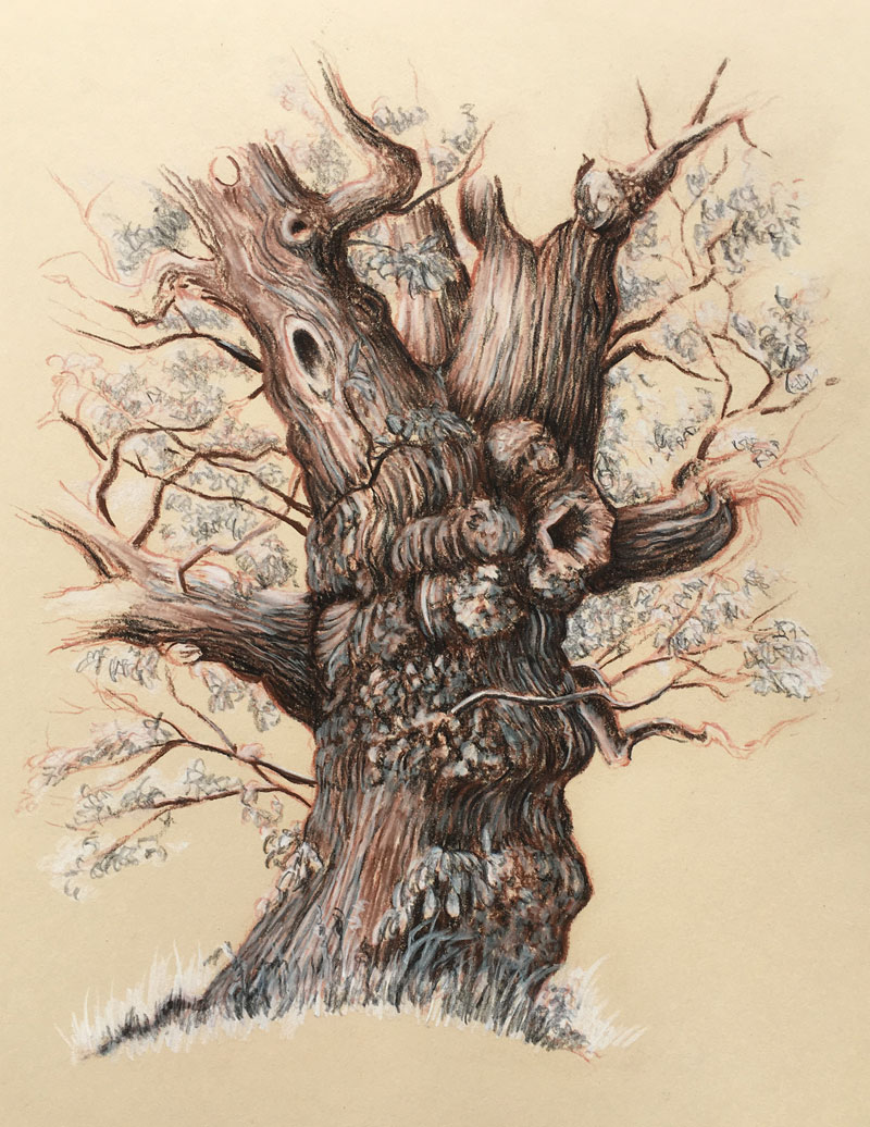 画一棵老树