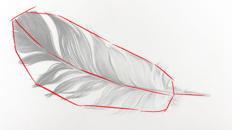 画出羽毛的大形状