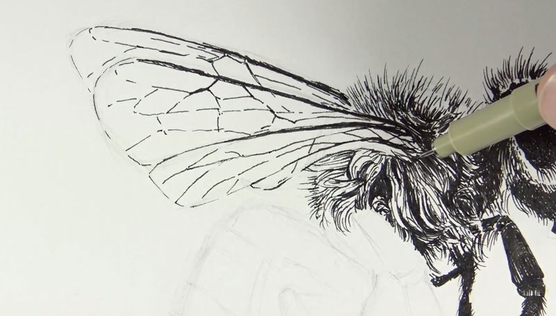 画蜜蜂的翅膀
