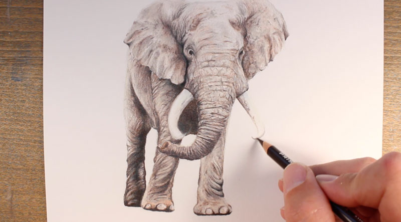 画大象的象牙