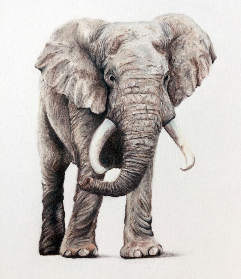 彩色铅笔画大象