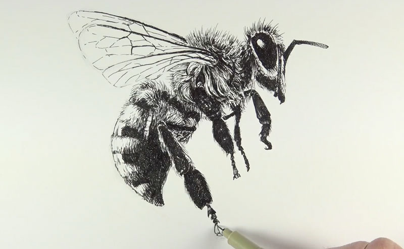 画蜜蜂的腿