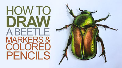 如何画一个甲虫——插图和彩色铅笔标记