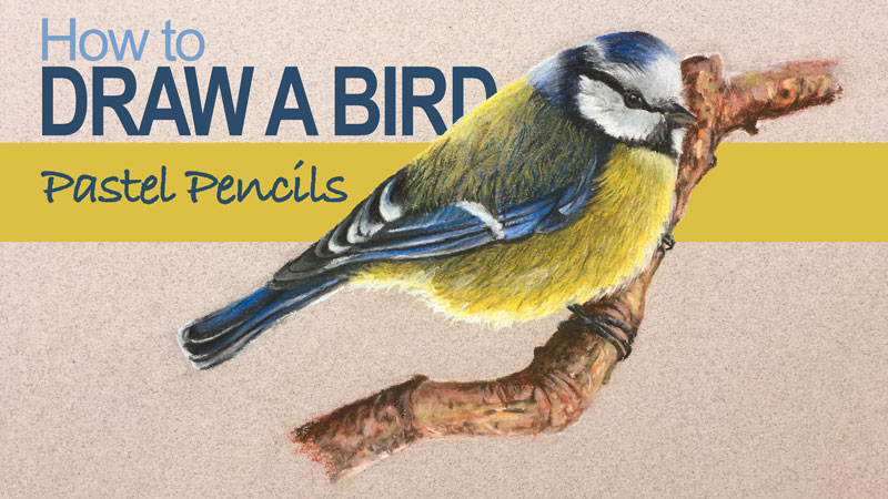 如何画一只鸟-粉彩铅笔