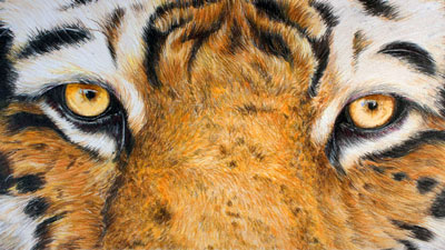 如何用彩色铅笔画一只老虎