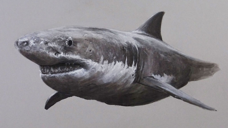 大白鲨的混合媒体绘画