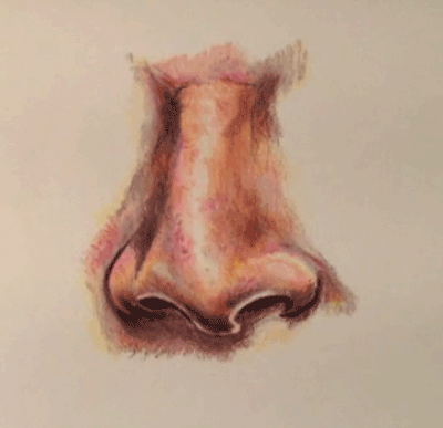 鼻子彩色铅笔