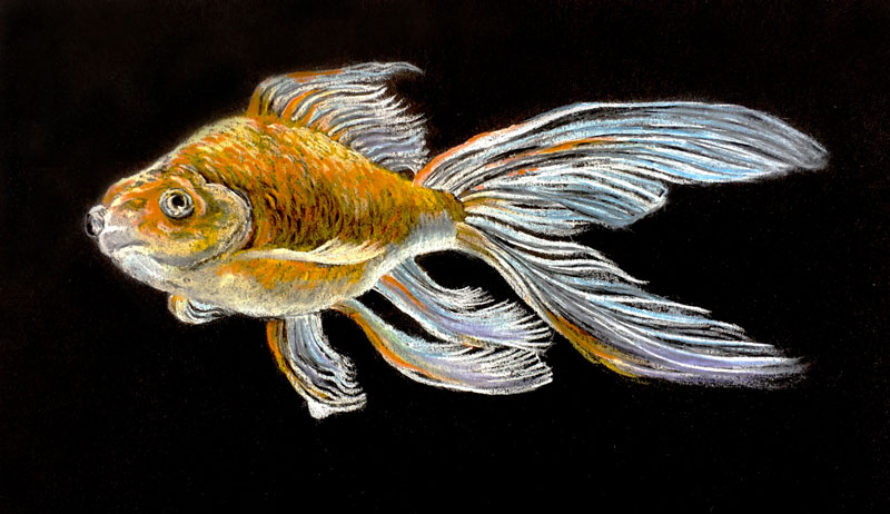 粉彩铅笔画在黑色的纸-金鱼