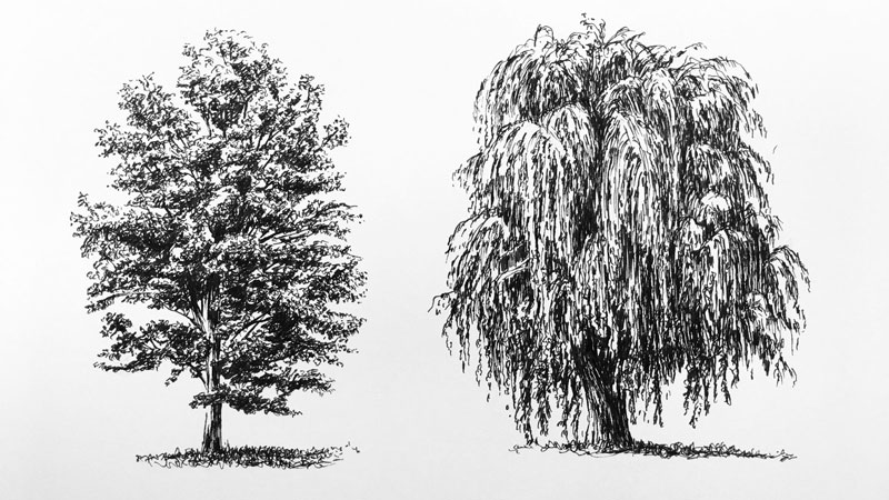 笔墨画一棵树
