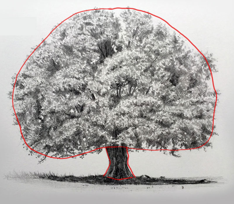 画出树的轮廓