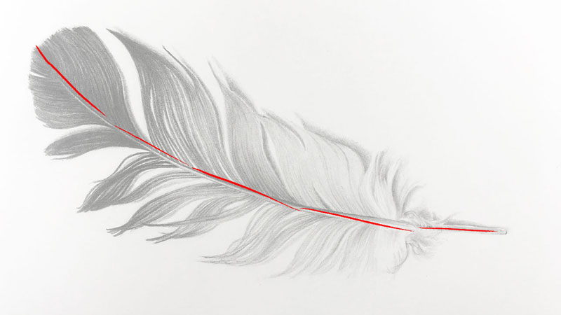 在羽毛轴上画一条线