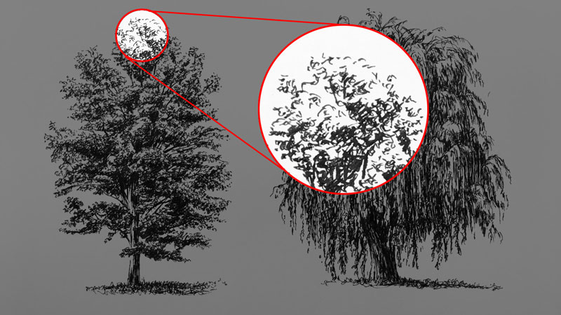 树叶的细节纹理上的树绘图