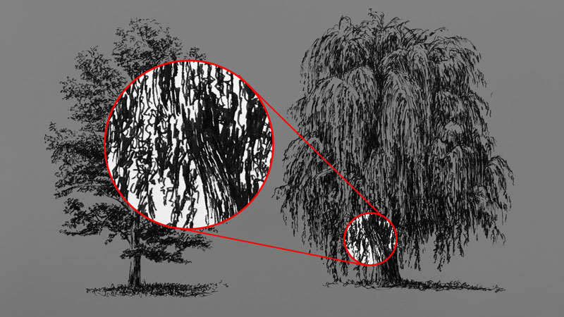 树干纹理的细节