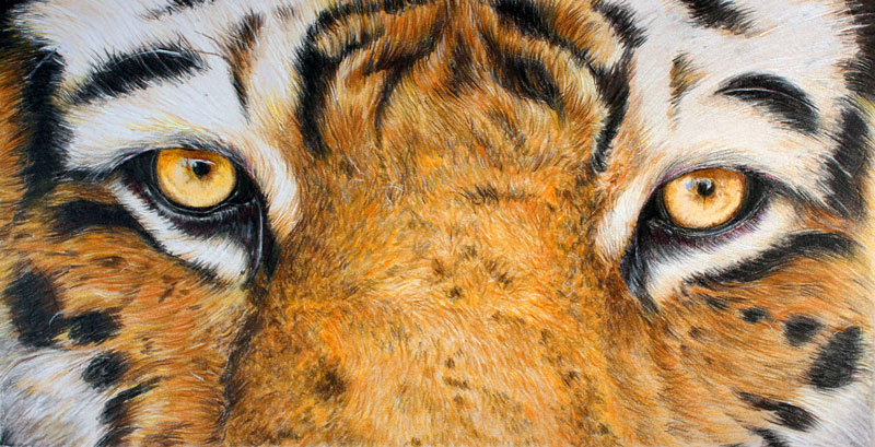 如何用彩色铅笔画一只老虎
