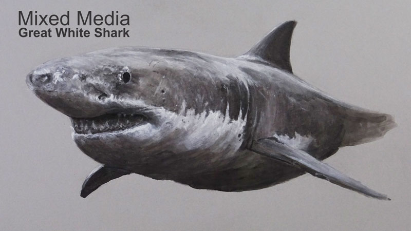混合媒体画——大白鲨