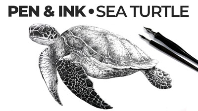 如何用钢笔和墨水画一只海龟