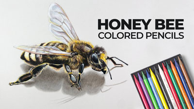 如何用彩色铅笔画一只蜜蜂
