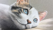 如何用粉彩画一只猫