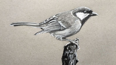 如何画一只鸟和木炭吗