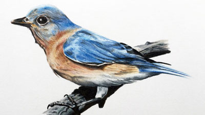 如何画一只鸟和彩色铅笔吗
